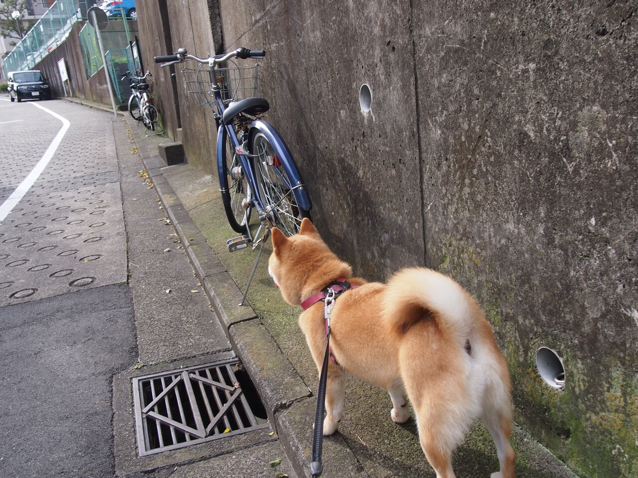 开云体育APP下载-转战欧洲：F1赛场上的新挑战等待车手们，f1赛车锦集