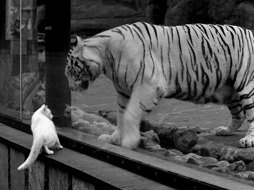 避难所体育节：灾难中的坚持与希望