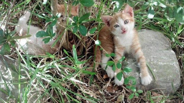 体操世锦赛中国男团重回巅峰，全队表现稳健，体操世锦赛中国队获男团亚军