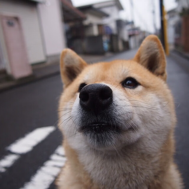 四国冰球对抗赛在波士顿和蒙特利尔成功举办，国际冰球