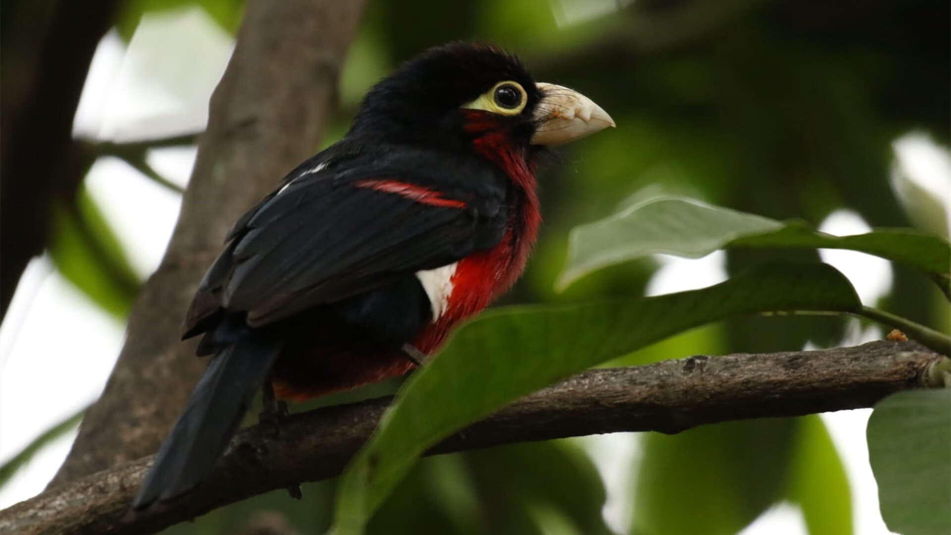 回顾高尔夫传奇之路，高尔夫合集