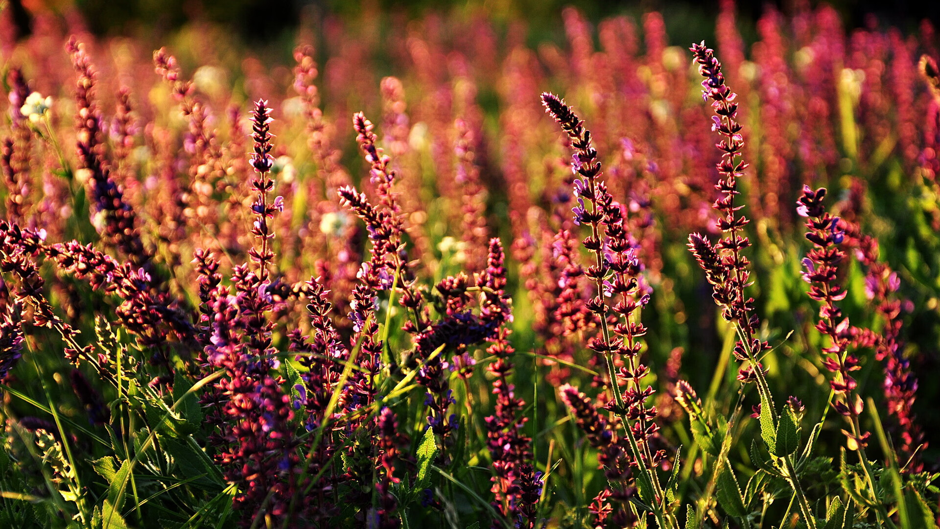 开云体育平台-女足世界杯国际媒体报道聚焦，女足世界杯比赛