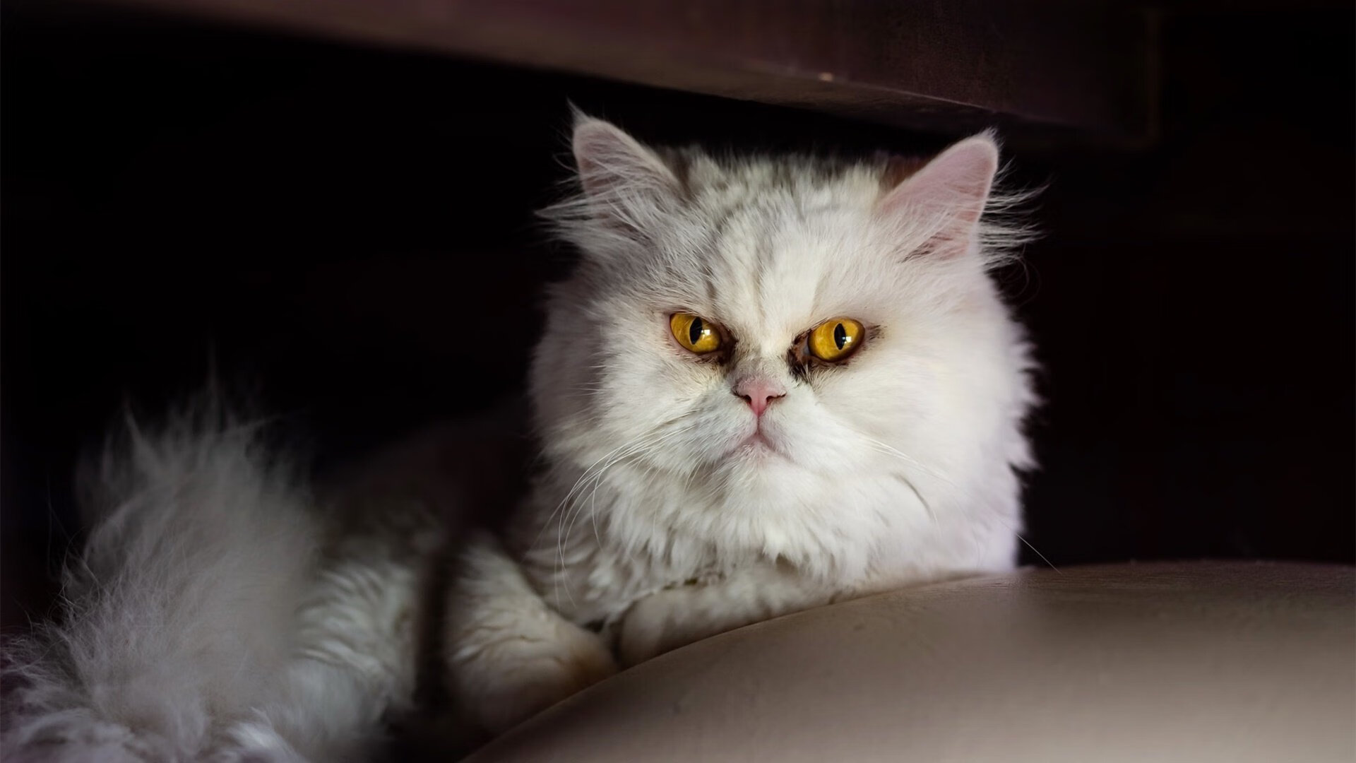 布莱克本传中精准犀利，蓝白军团冲刺升级区，布莱克最新形态