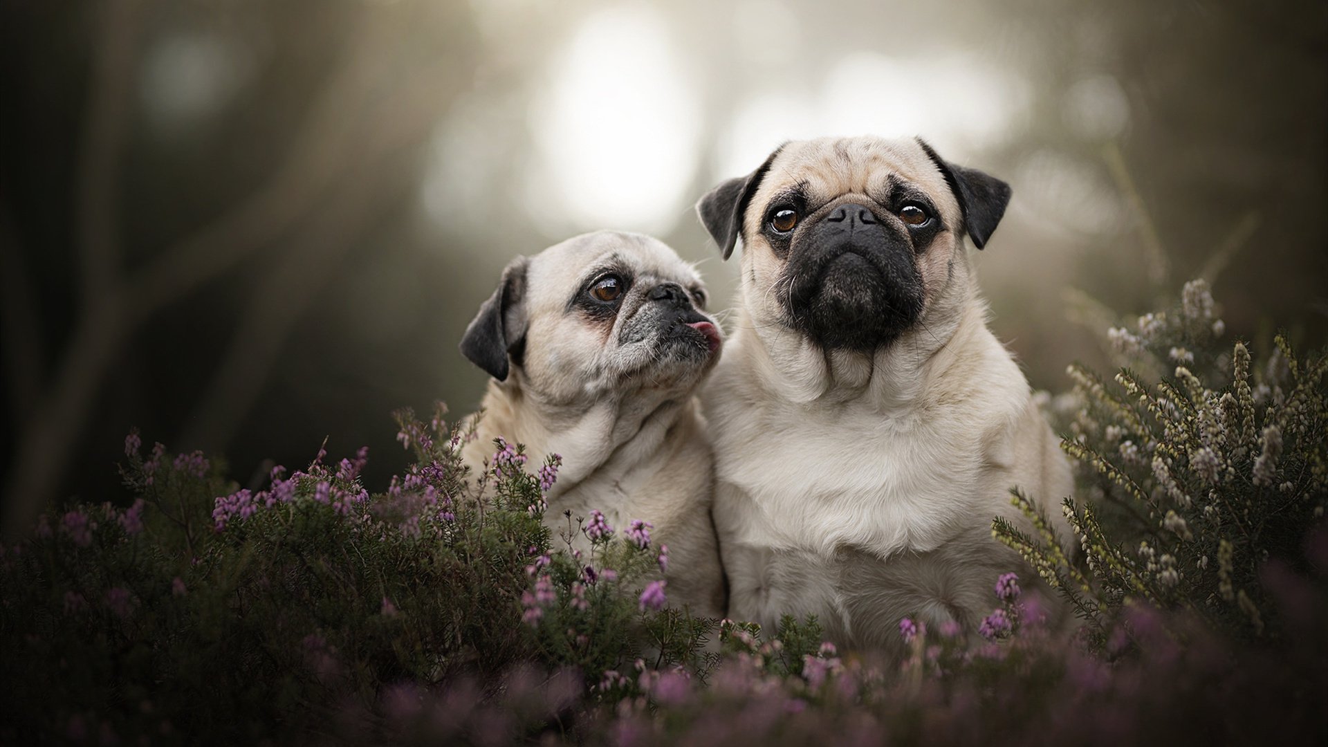 开云体育娱乐app安全-曼城主场迎战皇马，谁将战胜对手？，曼城与皇马历史交手记录