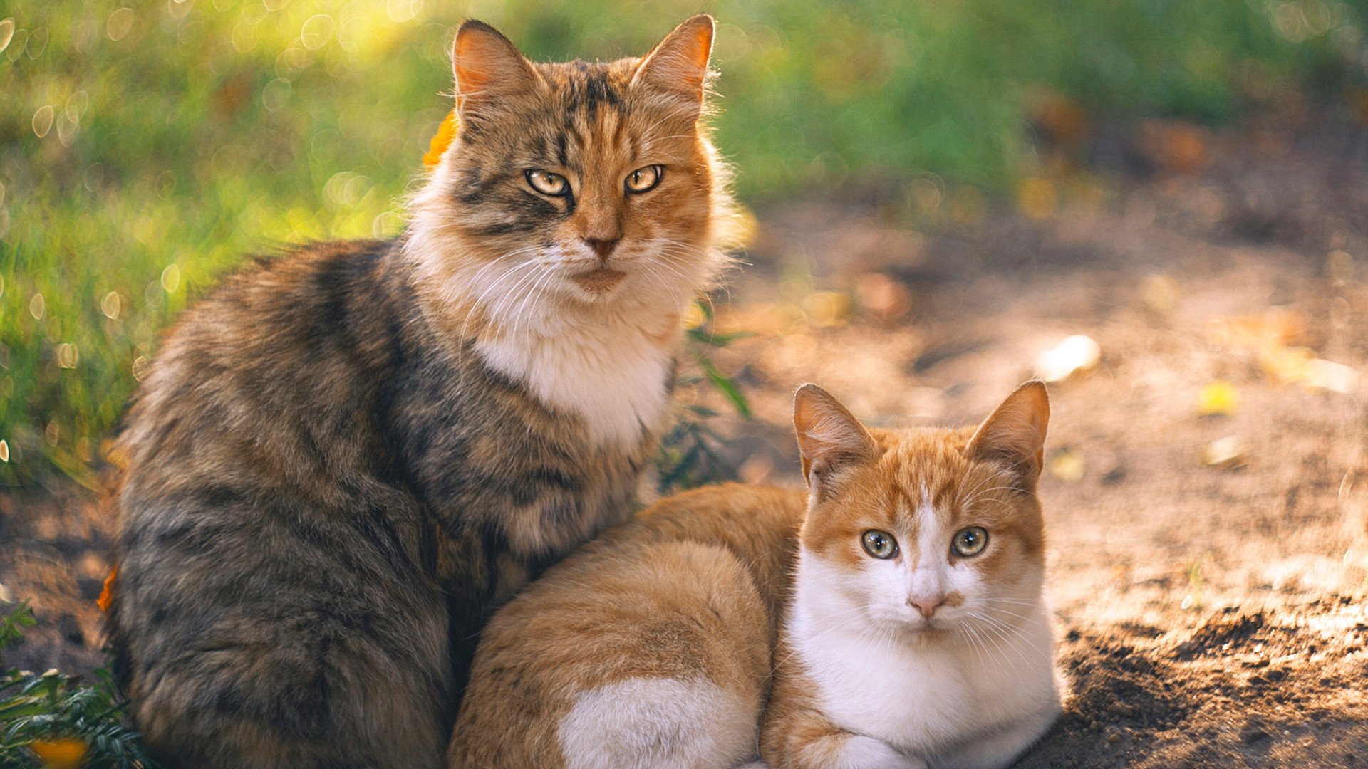 中国足球青训队伍球员输出路径优化，中国足球青训将来的发展