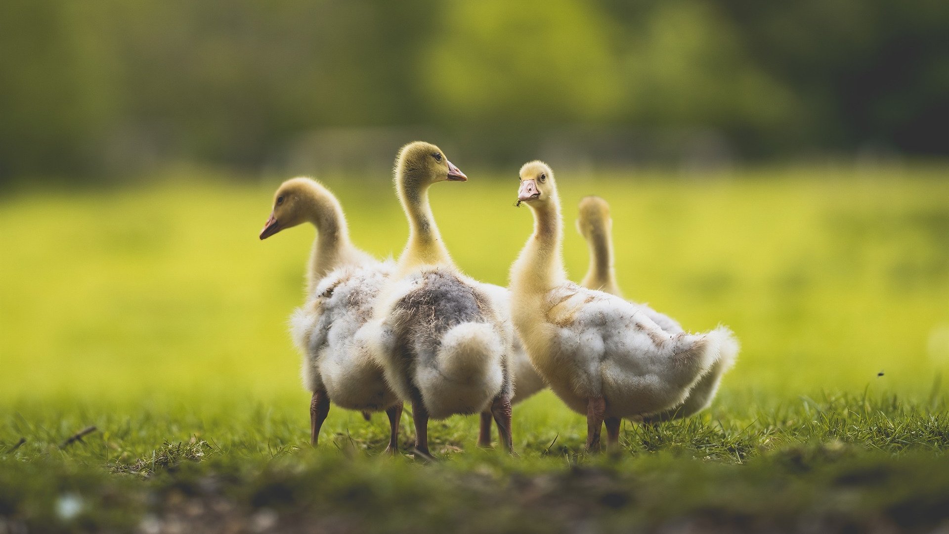 中超联赛新人首秀表现排行榜，中超新队员