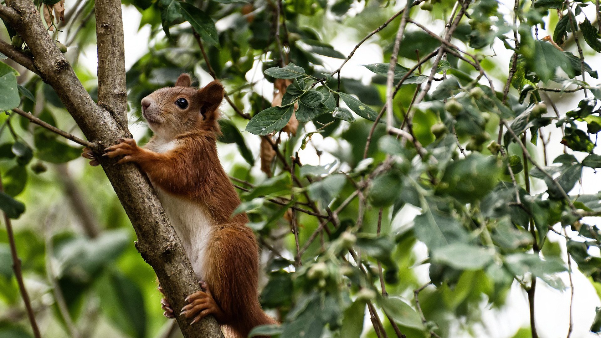 开云体育app安全下载-足球+科技：无人机摄像带来的视觉盛宴，足球场上的无人机